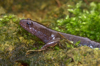 : Hynobius tokyoensis