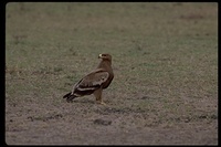 : Aquila nipalensis; Steppe Eagle