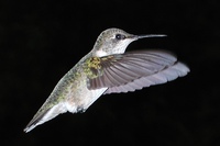 : Archilochus colubris; Ruby-throated Hummingbird
