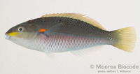 : Stethojulis bandanensis