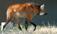 : Chrysocyon brachyurus; Maned Wolf