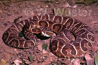 : Bothrops alternatus; Urutu