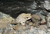 : Bufo punctatus; Red-spotted Toad