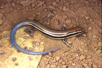 : Micrablepharus atticolus