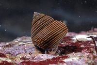 : Calliostoma ligatum; Blue Top Snail