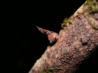 : Hyptiotes gertschi; Triangle Weaver