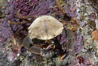 : Lophopanopeus leucomanus; Knobkneed Crestleg Crab