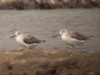 Nordmann's Greenshank