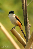 Rufous-backed Shrike 棕背伯勞