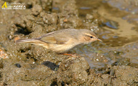 Fig. 8. Dusky Warbler : 솔새사촌