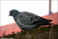 Stock Dove Columba oenas