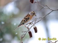 Photo of pěnkava jikavec, Fringilla montifringilla, Brambling, Bergfink