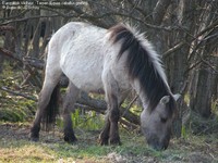 Europæisk Vildhest - Tarpan (Equus caballus gmelini)