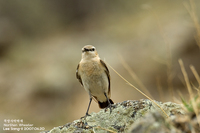 북방사막딱새[Northen Wheatear]