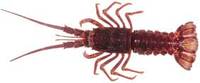 Southern Rocklobster - Jasus edwardsii