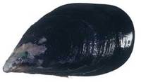 Mytilus edulis, Blue Mussel, Blue Mussel