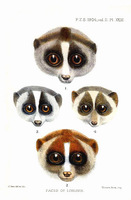 Joseph Smit Faces of Lorises