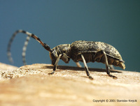 Oplosia cinerea