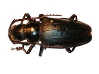 Dorysthenes walkeri