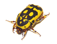 Pachnoda fissipuncta aemula