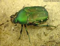 Protaetia ungarica