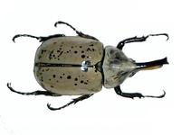 Dynastes tityus - Eastern Hercules beetle