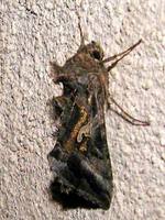 Autographa gamma - Silver Y