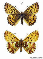 Boloria aquilonaris - Cranberry Fritillary