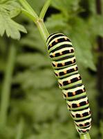 Papilio machaon - Old World Swallowtail