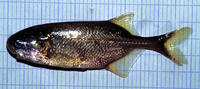 Petrocephalus pellegrini, :