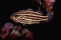 Grammistes sexlineatus, Sixline soapfish: fisheries, aquarium