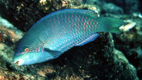 Scarus globiceps, Globehead parrotfish: fisheries, aquarium