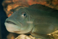 Steatocranus tinanti, :