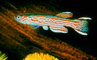 Fundulopanchax oeseri, : aquarium