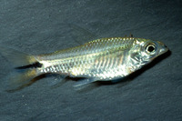 Curimatopsis macrolepis, Shinyscaled curimata: fisheries, aquarium