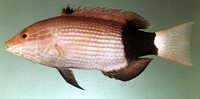 Bodianus macrourus, Black-banded hogfish: fisheries