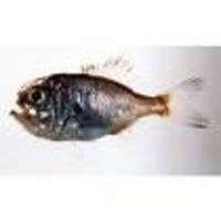 Hoplostethus japonicus, Flintperch: