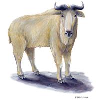 Image of: Budorcas taxicolor (takin)