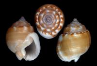 Demoulia obtusata