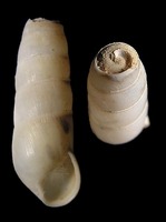 Rumina decollata - Decollate Snail