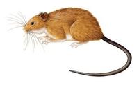 Image of: Phaenomys ferrugineus (Rio de Janeiro arboreal rat)