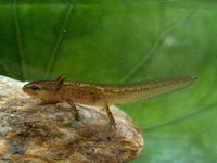 Triturus montandoni - Carpathian Newt