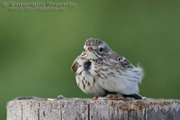 Anthus berthelotii - Berthelot's Pipit