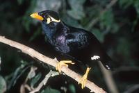 Gracula religiosa - Hill Mynah