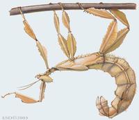 Image of: Extatosoma tiaratum