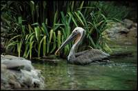 Pelecanus occidentalis - Brown Pelican