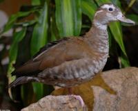 Image of: Callonetta leucophrys (ringed teal)