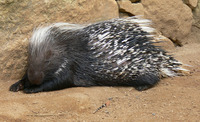 Hystrix africaeaustralis - Cape Porcupine