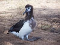 Image of: Phoebastria immutabilis (Laysan albatross)