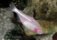 Astyanax mexicanus - Blind Cave Characin